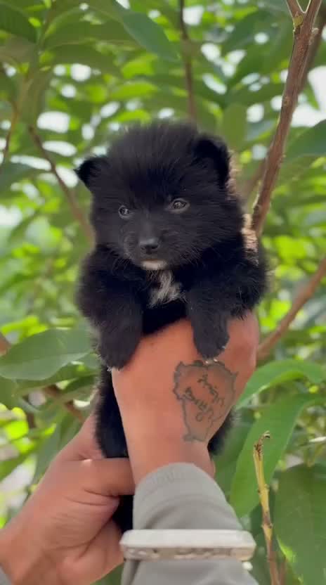 Pomeranian Puppy, farm video