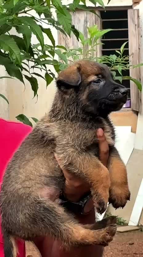 Belgian Malinois Puppy, farm video