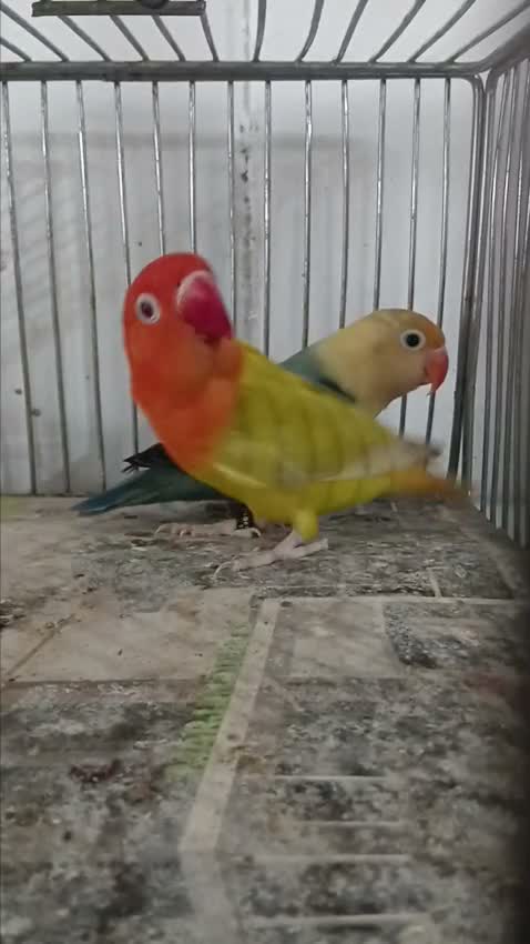 Blue Throated Conure, farm video