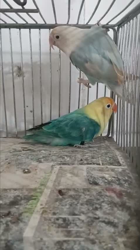 Blue Throated Conure, farm video
