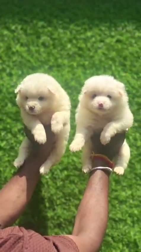 Pomeranian Puppy, farm video
