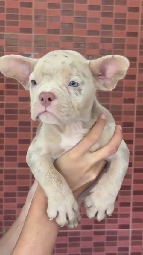 American Bully Pocket Size Puppy, farm video