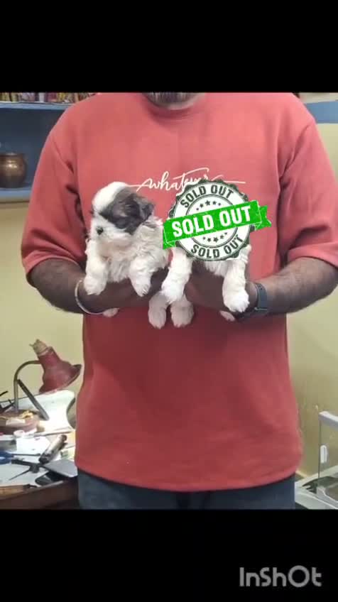 Shih Tzu | Black Color, farm video