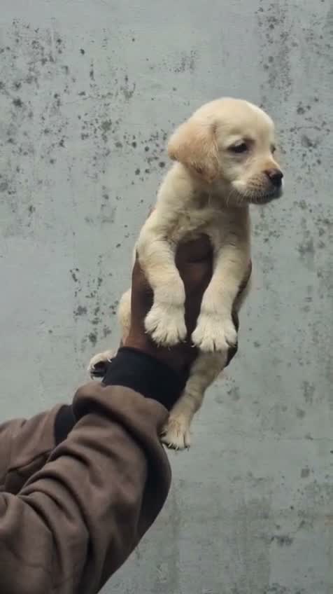Beagle Black & Tan Puppy, farm video