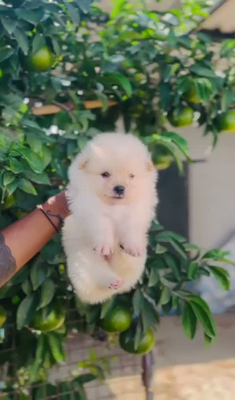 Pomeranian Puppy, farm video