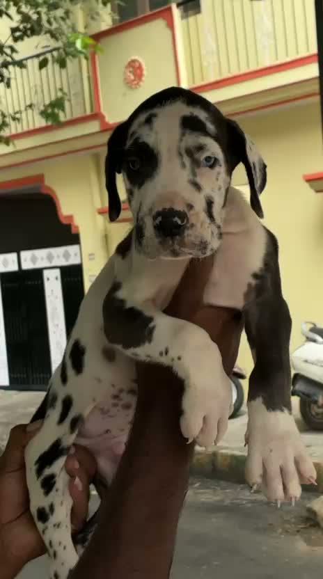 Great Dane Puppy, farm video