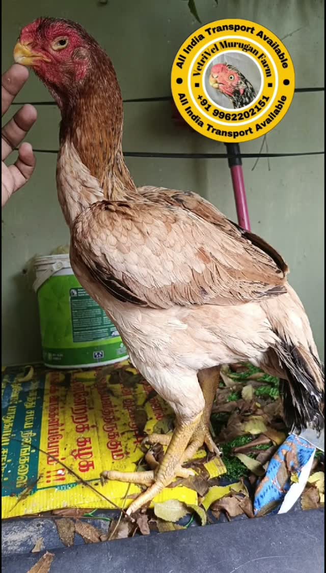 Jacobin Pigeon, farm video