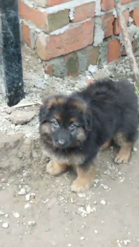 German Shepherd Puppy, farm video