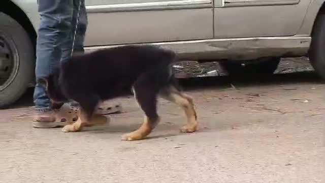 German Shepherd Puppy, farm video