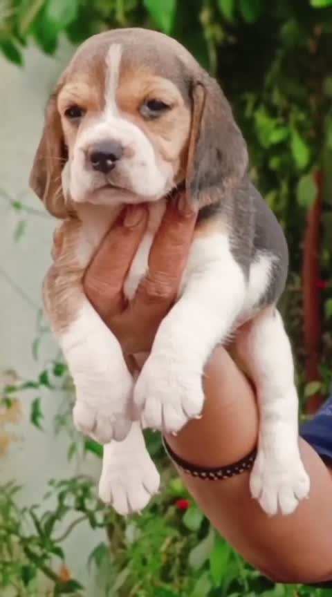Beagle Black & Tan Puppy, farm video