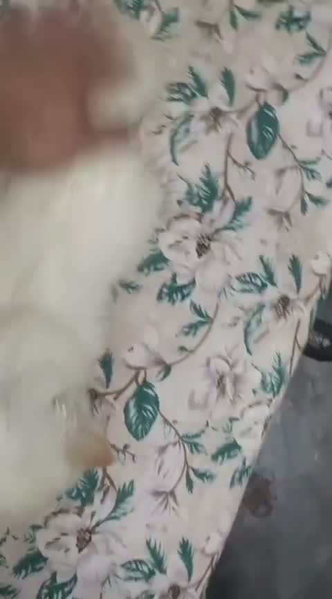 Blue Throated Conure, farm video