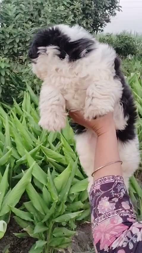 Shih Tzu | Black Color, farm video
