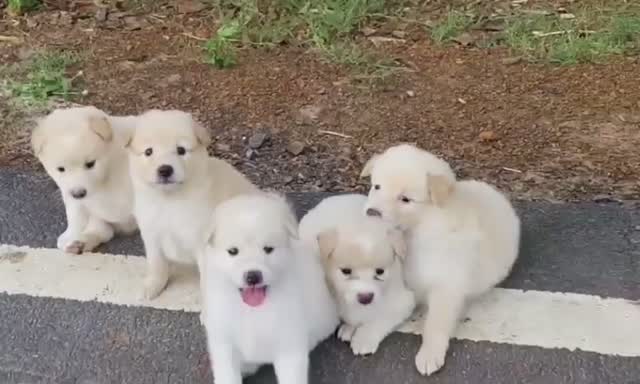 Dachshund Puppy, farm video