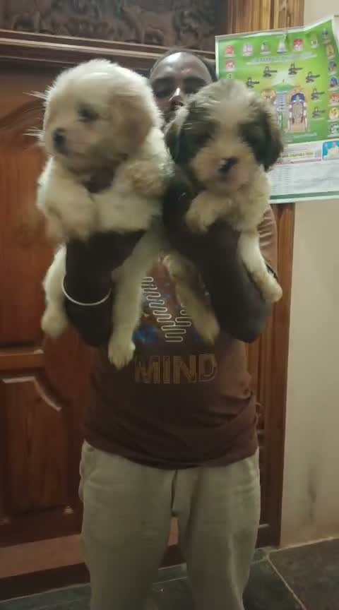 Shih Tzu | Black Color, farm video