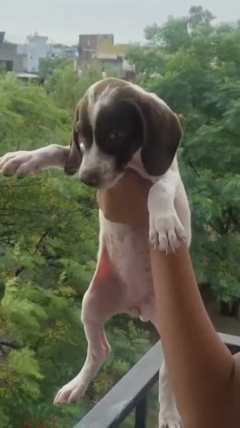 Pointer Puppy, farm video