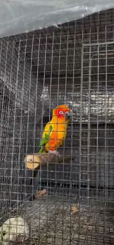 Sun Conure, farm video