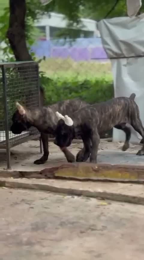 Cane Corso Puppy | Blue, farm video
