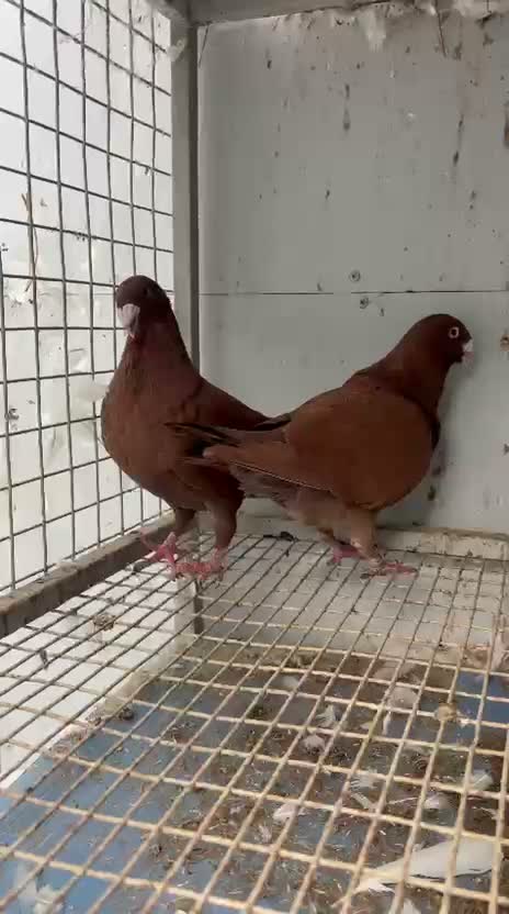 Frillback Pigeon, farm video