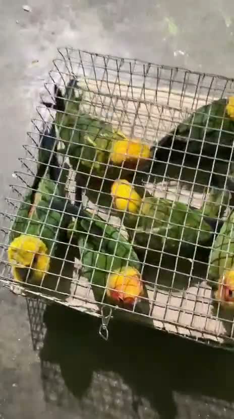 Sun Conure, farm video