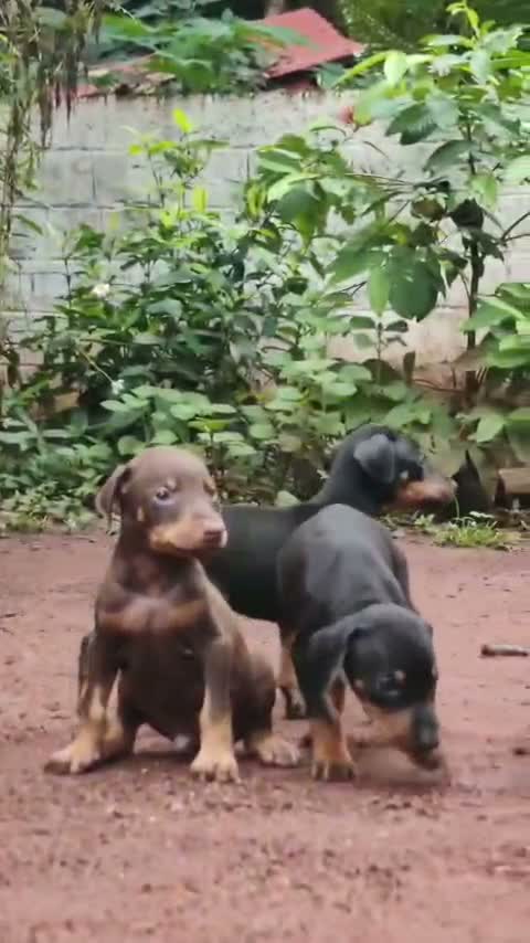 European Doberman Puppy, farm video