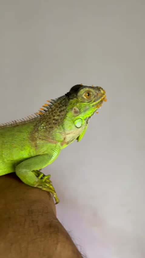 Iguana, farm video
