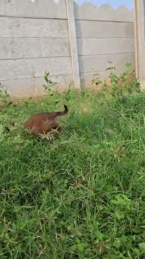 Dachshund Puppy, farm video