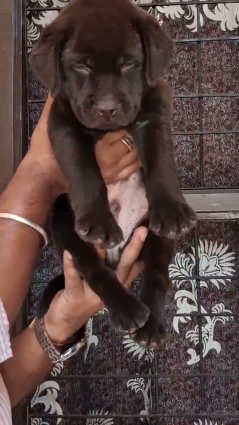 Beagle Black & Tan Puppy, farm video