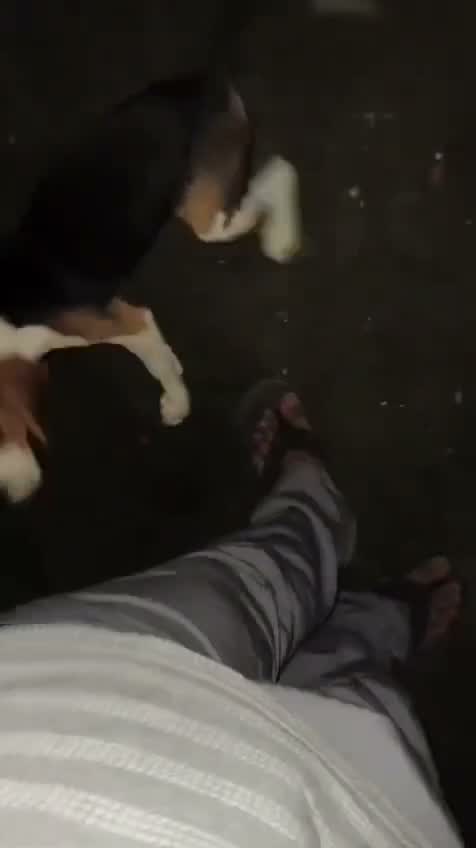 Beagle Black & Tan Puppy, farm video