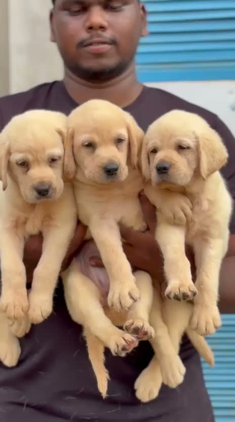Dachshund Puppy, farm video