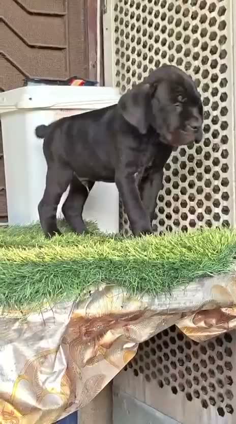 Cane Corso Puppy, farm video