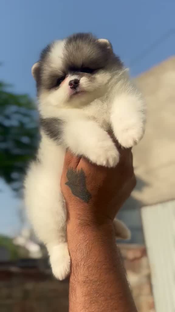 Pomeranian Puppy, farm video