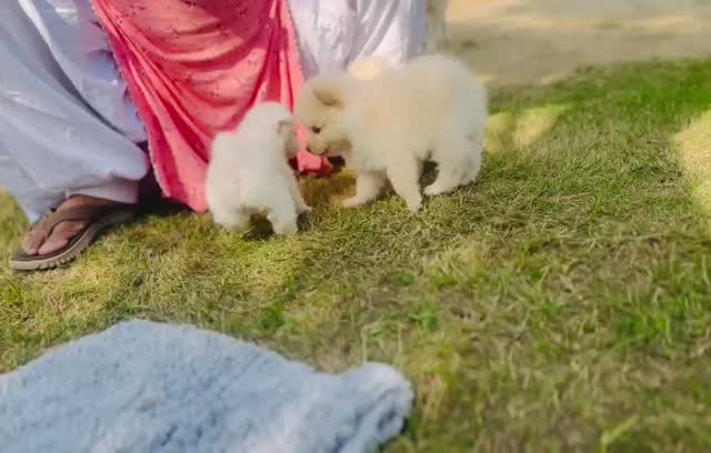 Dachshund Puppy, farm video