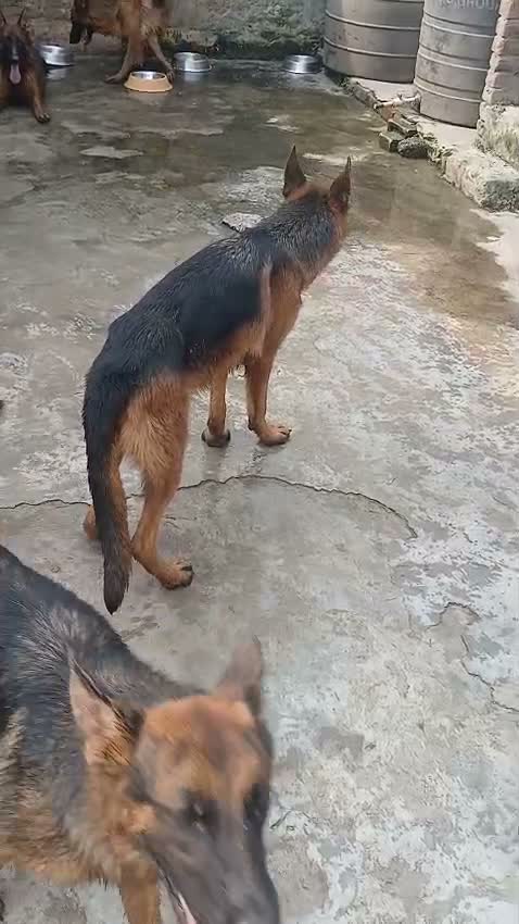 German Shepherd Puppy, farm video
