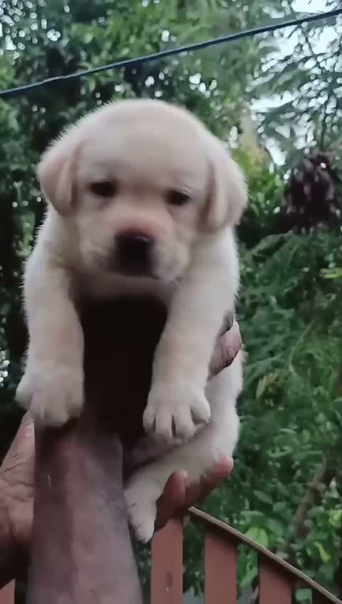 Beagle Black & Tan Puppy, farm video