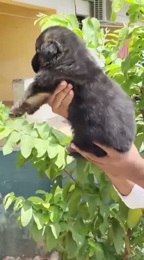 German Shepherd Puppy, farm video