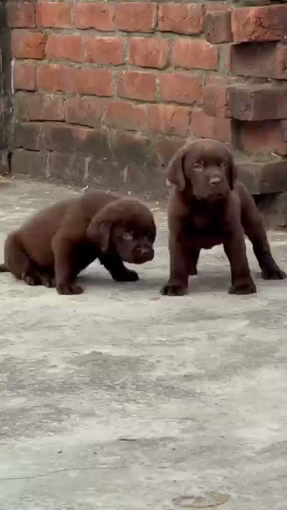 Beagle Black & Tan Puppy, farm video