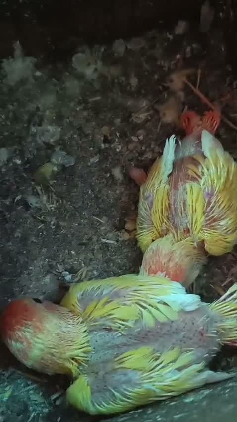 African Love Birds, farm video