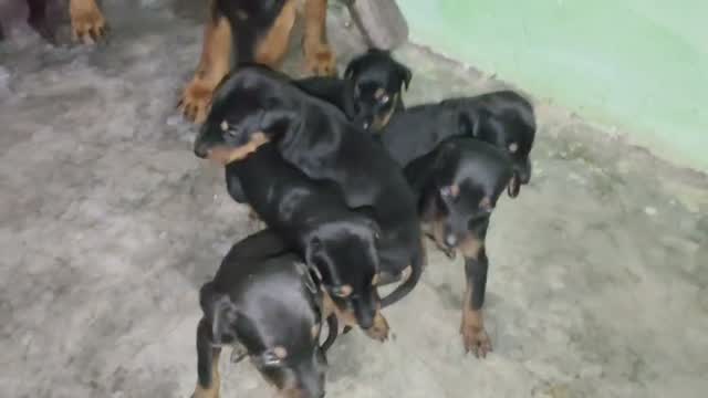 Doberman Pinscher Puppy | Brown & Tan, farm video