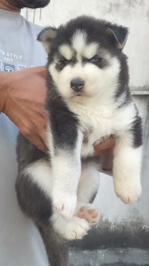 Siberian Husky Puppy | Black & White Color, farm video