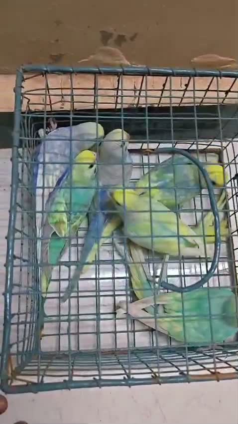 Budgies, farm video