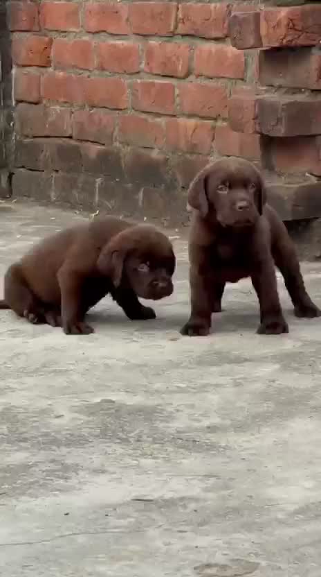 Beagle Black & Tan Puppy, farm video