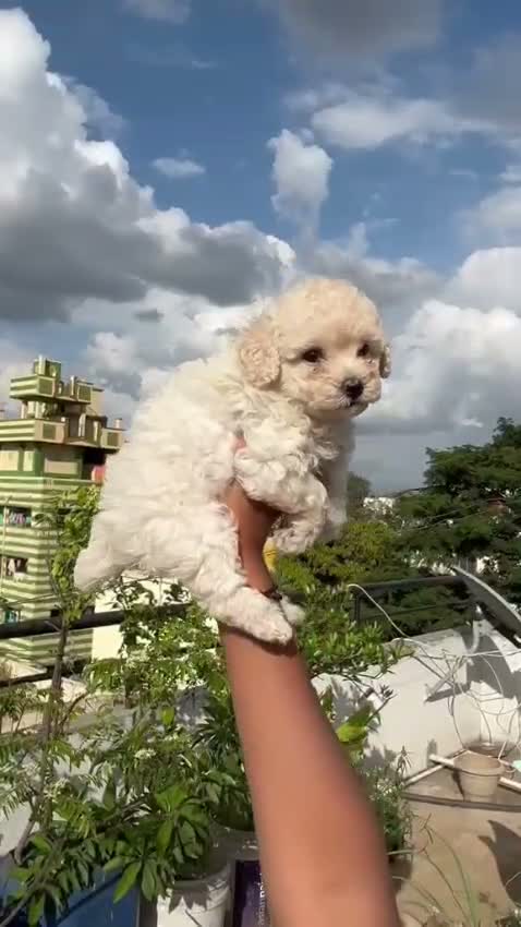 Toy Poodle Puppy, farm video