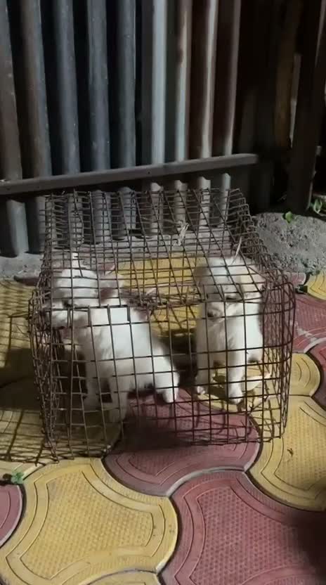 Pomeranian Puppy, farm video