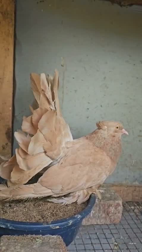 Frillback Pigeon, farm video