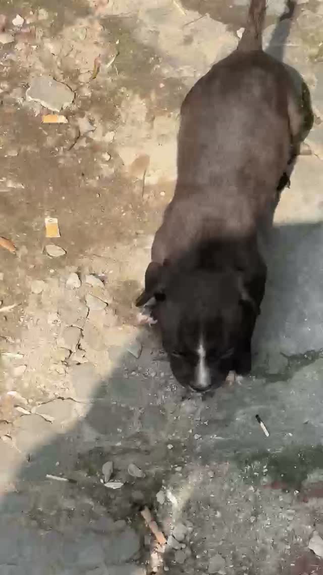 American Bully Pocket Size Puppy, farm video