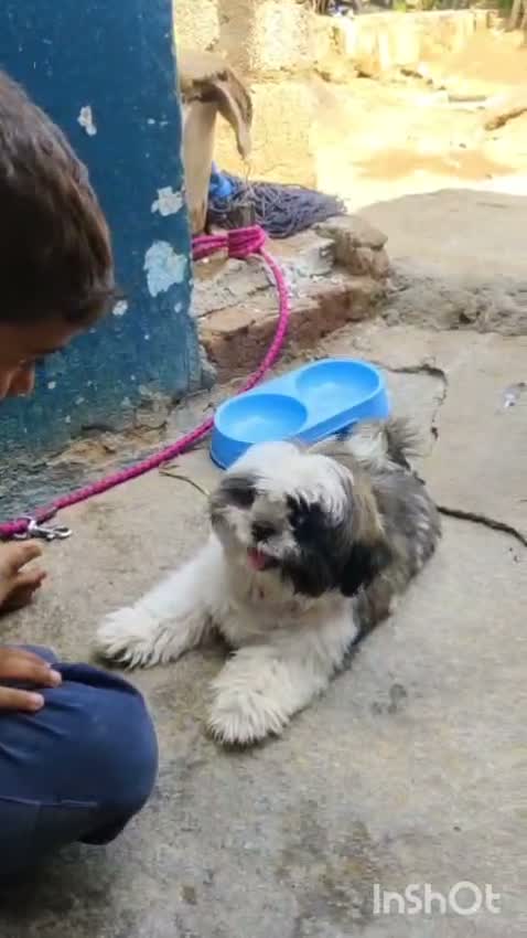Shih Tzu | Black Color, farm video