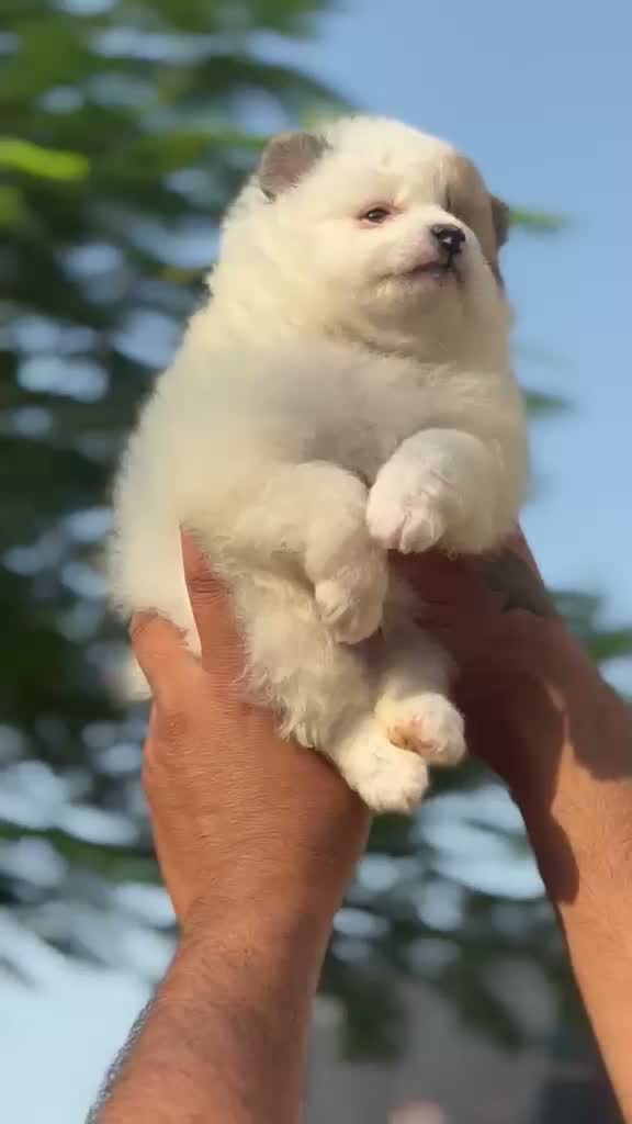 Toy Poodle Puppy, farm video