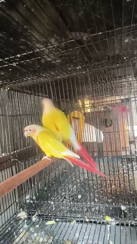 Small Cheek Conure, farm video