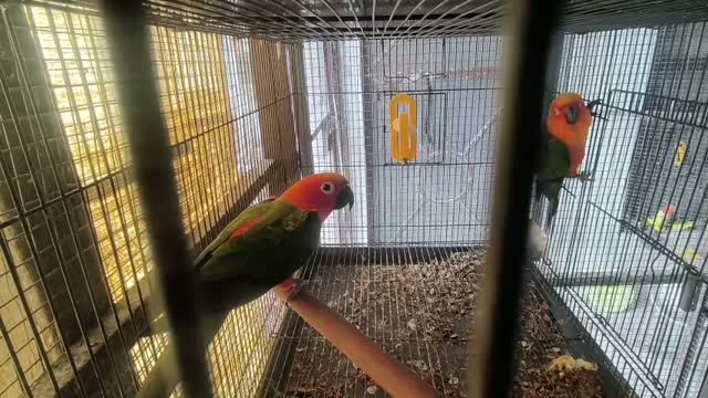 Small Cheek Conure, farm video