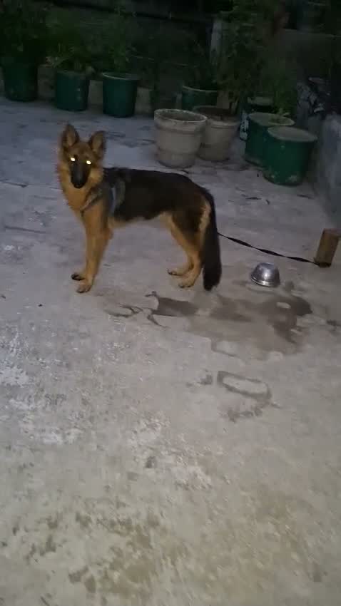 German Shepherd Puppy, farm video